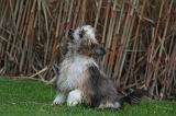 CHIEN NU CHINOIS 230